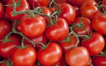 11 جنيها لكيلو الطماطم .. أسعار الخضراوات والفاكهة في سوق العبور اليوم