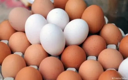 رئيس الوزراء يعلق على استيراد البيض