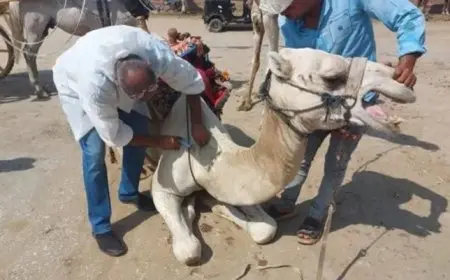 الزراعة: فحص وعلاج 1800 رأس من الخيل والإبل والكلاب في نزلة السمان بالهرم مجانا