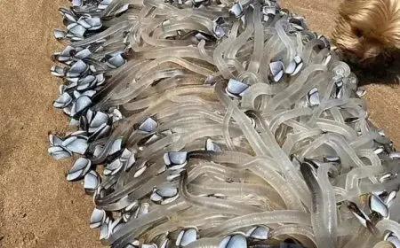 من الفضاء إلى الشاطئ.. كائن غامض على شواطئ أستراليا يثير الجدل