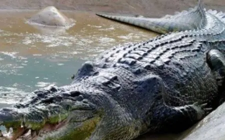 نفوق كاسيوس أكبر تمساح في العالم عن عمر يناهز 110 أعوام