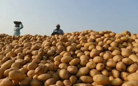 تفاصيل طرح تقاوى البطاطس المستوردة بـ69.5 ألف جنيه للطن