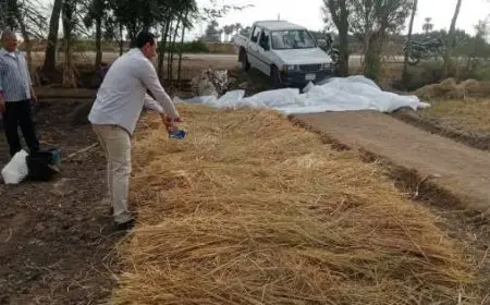 الزراعة تعلن انتهاء موسم حصاد الأرز.. واستمرار أعمال منظومة جمع وتدوير القش