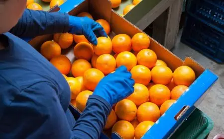 صادرات مصر الزراعية تتجاوز 4 مليارات دولار خلال 10 أشهر