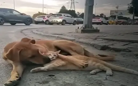 صداقة غريبة بين كلب وقطّ تشغل شوارع تونس