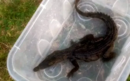 بينهما تماسيح نيلية.. البيئة تنجح في إنقاذ 20 حيوانا مهددا بالإنقراض