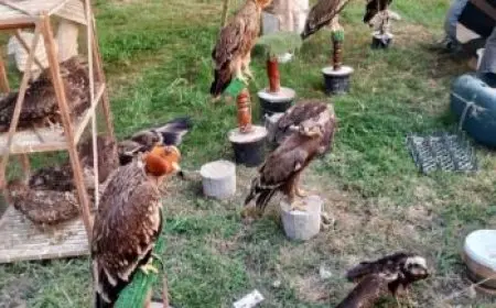 البيئة تنقذ 20 حيوانا مهددا بالانقراض.. تضم عقبان وتماسيح نيلية