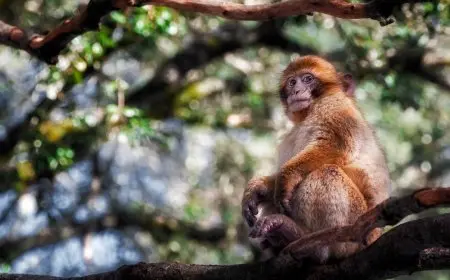 هروب القردة في أمريكا والشرطة تعلن حالة الاستنفار.. تفاصيل