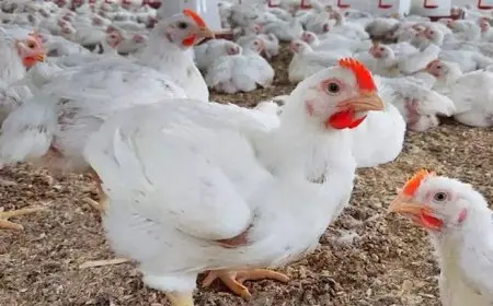 انخفاض أسعار الدواجن اليوم بالأسواق (موقع رسمي)