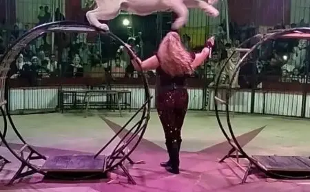 أسد هارب أم شائعة مغرضة؟.. السيرك الروسي ببورسعيد يكشف الحقيقة كاملة