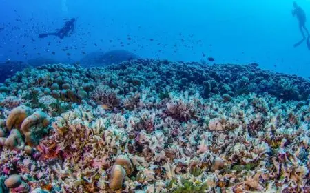 اكتشاف مليار شعاب مرجانية في أكبر مستعمرة بحرية في العالم