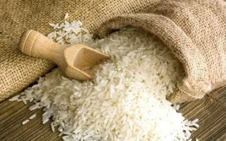 سعر طن الأرز اليوم في الأسواق الثلاثاء 24 ديسمبر 2024 أسعار الارز الشعير والابيض