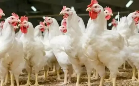 شعبة الدواجن تتوقع انخفاض أسعار البيض قريبا بالأسواق