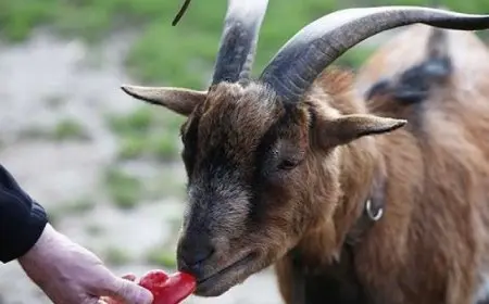 متنزهون ينقذون ماعز علق أعلى منحدر بهاواى 4 أيام