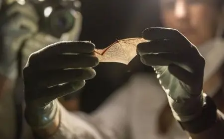 يظهر أول مرة بالمملكة.. السعودية تكتشف نوعا جديد من «خفافيش روبيل»