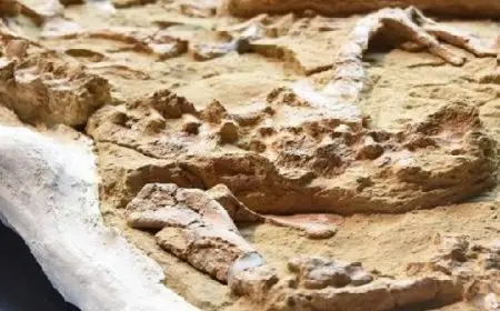 الكشف عن هيكل عظمي أحفوري لتمساح في بيرو عمره 10 ملايين سنة