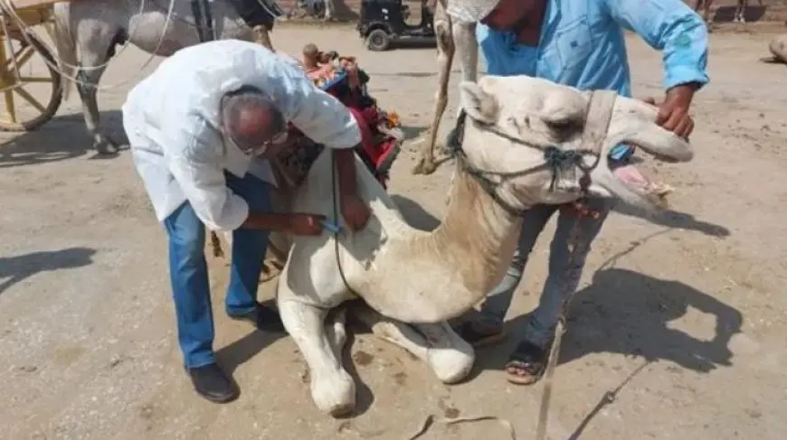 الزراعة: فحص وعلاج 1800 رأس من الخيل والإبل والكلاب في نزلة السمان بالهرم مجانا