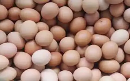 اسعار البيض اليوم الأحد في الأسواق (موقع رسمي)