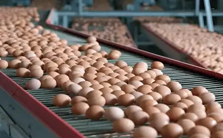 انخفاض البلدي.. أسعار البيض اليوم السبت في الأسواق (موقع رسمي)