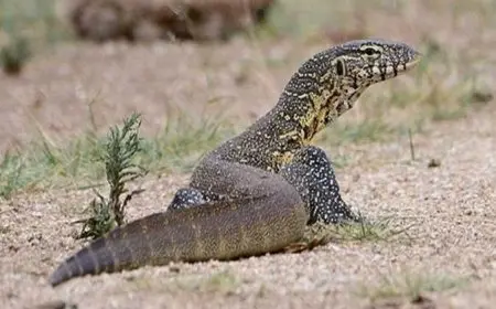 يشبه التمساح.. ما هو الورل النيلي بعد ظهوره في البراجيل