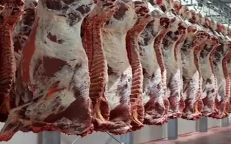 انخفاض أسعار اللحوم والزيت وارتفاع الجبن في الأسواق اليوم الاثنين