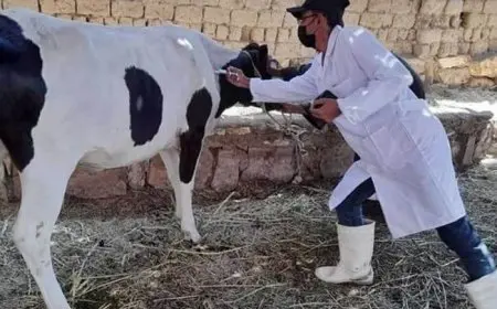 الخدمات البيطرية: مصر من أوائل دول العالم التي تعتمد مزارع خالية من مرض البروسيلا