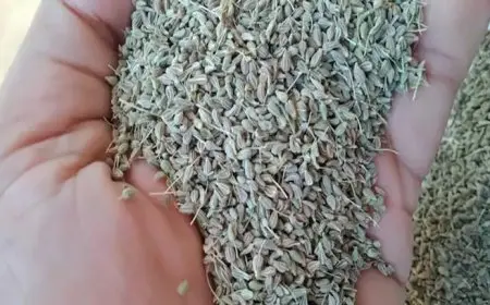 وصل إلى 500 جنيه للكيلو.. ارتفاع الطلب على اليانسون النجمة مع دخول فصل الشتاء