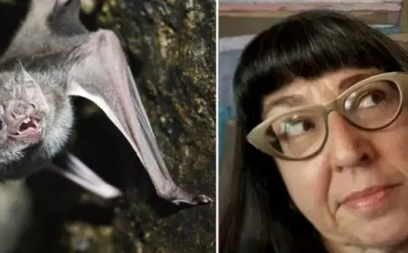 وفاة مُدرسة أمريكية بعد تعرضها لعضة خفاش داخل الفصل !!