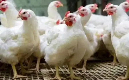 انخفاض طفيف في أسعار الدواجن اليوم الأربعاء بالأسواق (موقع رسمي)
