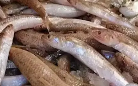 ارتفاع السبيط.. أسعار الأسماك اليوم الأربعاء في سوق العبور