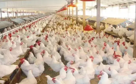 شعبة الدواجن توضح أسباب انخفاض أسعار البيض في الأسواق