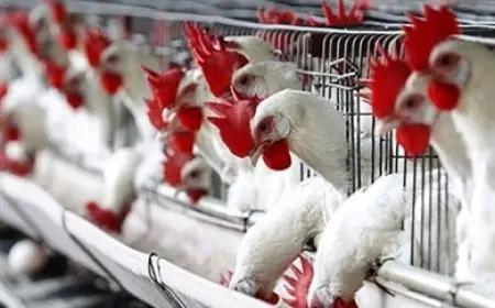 الزراعة: نقدم قروضا بفائدة 5% متناقصة لدعم مزارع الدواجن