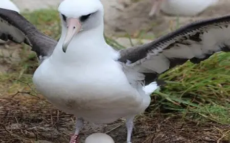 أكبر طائر معروف فى العالم يضع “بيضة” فى عمر 74 عاما