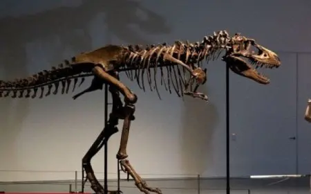 متحف أمريكى يعرض هيكل عظمى لدينا أبيكس بقيمة 44 مليون دولار للزائرين