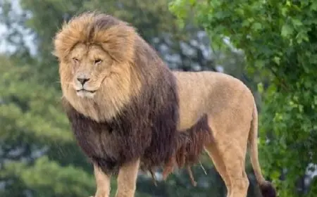 أسد يثير الذعر بحفل زفاف في ليبيا