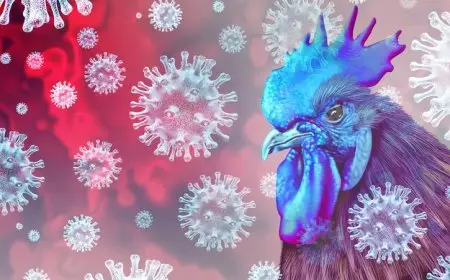 مخاوف من انتشار إنفلونزا الطيور بين البشر.. العالم يستعد لأسوأ السيناريوهات