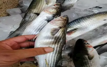 110 جنيهات لكيلو البوري..أسعار الأسماك والمأكولات البحرية اليوم الخميس في سوق العبور