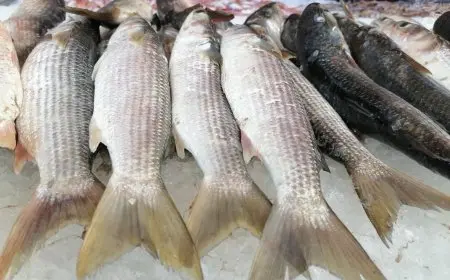 أسعار الأسماك اليوم الخميس.. الدنيس يبدأ من 90 جنيهًا