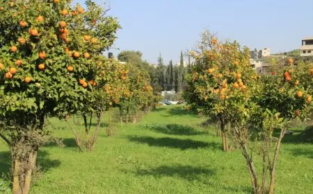 طفرة كبيرة.. كيف تخطت صادرات مصر الزراعية الـ 5 مليارات دولار