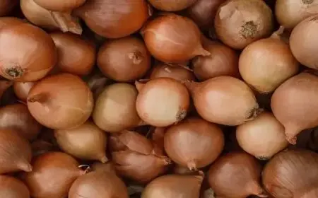 انخفاض الطماطم والبصل.. أسعار الخضراوات والفاكهة في سوق العبور اليوم الاثنين