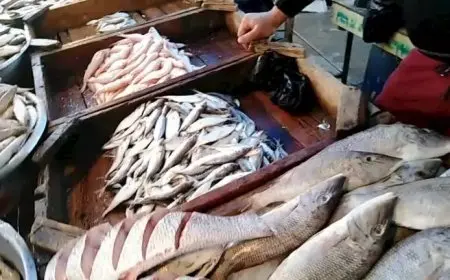 انخفاض البلطي.. أسعار السمك اليوم الاثنين في سوق العبور