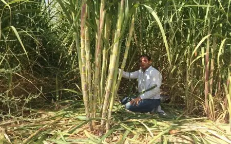 وزارة التموين: نستهدف شراء 6 ملايين طن خلال موسم قصب السكر المقبل 2025