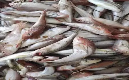 انخفاض الجمبري.. أسعار السمك الأربعاء في سوق العبور