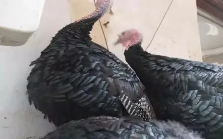 بسبب الأسعار.. إقبال ضعيف على الدواجن والبط مع اقتراب الكريسماس