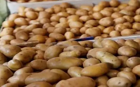 9 جنيهات لكيلو البطاطس.. أسعار الخضراوات والفاكهة في سوق العبور اليوم الأحد