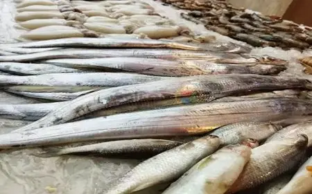 اسعار السمك اليوم البلطي في مصر الاربعاء 25 ديسمبر 2024 سوق العبور للاسماك