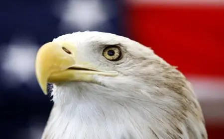 رسميا.. النسر الأصلع يصبح الطائر الوطني في الولايات المتحدة