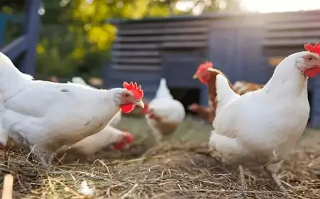 ارتفاع أسعار الدواجن اليوم الأحد بشكل طفيف بالأسواق (موقع رسمي)