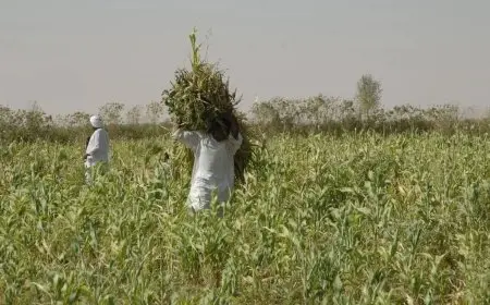 الزراعة: مصر صرفت تريليون و200 مليار جنيه على زيادة الأراضي