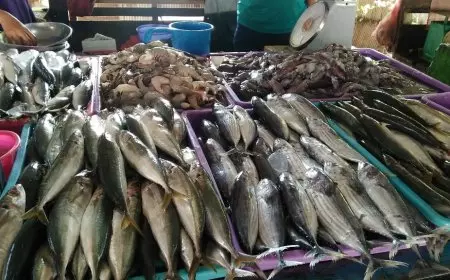 البلطي بكام؟.. اسعار السمك اليوم الخميس 16 يناير 2025 في سوق العبور